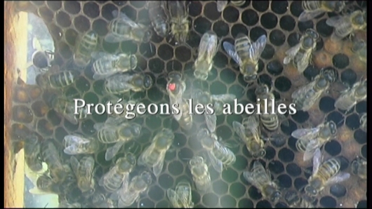 Dans le cadre de la journ�e du Vaucluse Durable organis� par le Conseil G�n�ral, l'Association Vauclusienne d'Apiculture nous a fait rentrer dans la vie des abeilles et des probl�mes qu'elles rencontrent pour vivre.
Si les abeilles disparaissent, nous disparaissons aussi.
Nos amis les butineuses sont indispensables � notre �cosyst�me.
Prot�geons les abeilles.