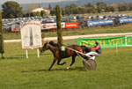 4 �me course Prix de la ville de Carpentras, 1�re �preuve du Troph�e Vert. Arriv�e 5-14-3 Disqualifi�s 11-9-6